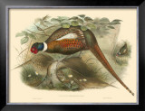 Pheasants II Prints by John Gould