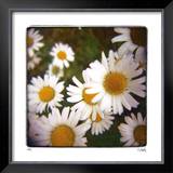 Sunny Side Up Limited Edition Framed Print by Rebecca Tolk