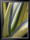 Variegated Agave II Posters by Rachel Perry