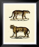 Animal Studies II Posters
