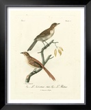 Antique French Birds I Prints by Francois Langlois