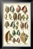 Seba Shell Collection III Prints by Albertus Seba