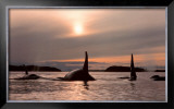 Twilight Bound Prints by Bob Talbot