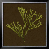 Dramatic Kelp II Posters