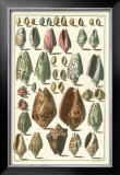 Seba Shell Collection I Print by Albertus Seba