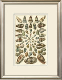 Seba Shell Collection V Prints by Albertus Seba