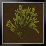 Dramatic Kelp I Art