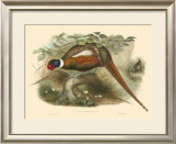 Pheasants II Posters by John Gould