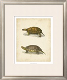 Turtle Duo I Posters by J.W. Hill