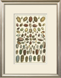 Seba Shell Collection VI Prints by Albertus Seba