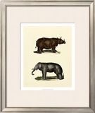 Animal Studies IV Prints