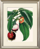 Mangosteen Prints by Susan Davies
