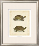 Turtle Duo III Poster by J.W. Hill