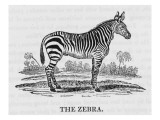 Zebra Giclee Print