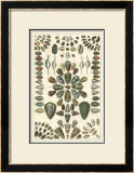 Seba Shell Collection IV Prints by Albertus Seba