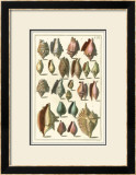 Seba Shell Collection III Prints by Albertus Seba