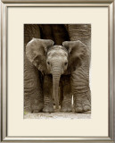 Baby Elephant Poster by Andy Rouse