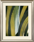 Variegated Agave I Prints by Rachel Perry