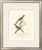 Antique French Birds I Print by Francois Langlois