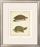Turtle Duo IV Prints by J.W. Hill