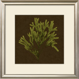 Dramatic Kelp I Posters