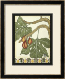 Arts and Crafts Figs Prints by Jennifer Goldberger
