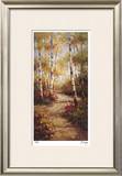 Forest Walkway Limited Edition Framed Print by Stephen Douglas