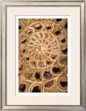 Ammonite I Poster