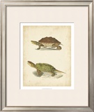 Turtle Duo II Prints by J.W. Hill
