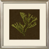Dramatic Kelp II Prints