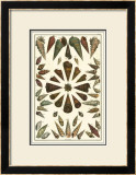 Seba Shell Collection II Prints by Albertus Seba