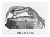 Anteater Giclee Print