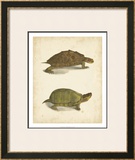 Turtle Duo IV Posters by J.W. Hill