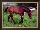 Horse Framed Giclee Print by Sara Stafford