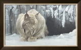 Dozing Lynx Art by Robert Bateman