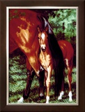 Tail End Framed Giclee Print by Susan Sponenberg