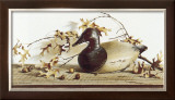 Chesapeake Bay Canvasback Poster by Pauline Eblé Campanelli