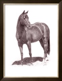 Calypso Pony Framed Giclee Print by Lorrie Beck
