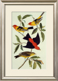 Louisiana Tanager, Scarlet Tanager Posters by John James Audubon
