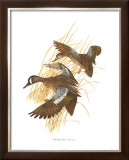 Blue Winged Teal Posters by Charles Murphy