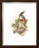 Gamble's Quail Posters by Charles Murphy