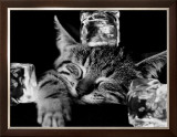 Kool Kat II Prints by David Mcenery