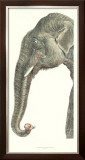 Elongated Elephant Poster by Marechal 
