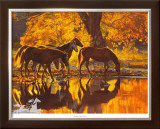 Autumn'S Amber Glow Limited Edition Framed Print by Tim Cox