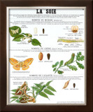 Silk Teaching Chart Prints by DEYROLLE 