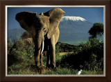 Kenyan Elephant Print by Jean-Michel Labat