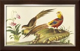 Pheasants Limited Edition Framed Print by Anonymous 