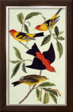 Louisiana Tanager, Scarlet Tanager Print by John James Audubon