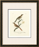 Antique French Birds I Prints by Francois Langlois