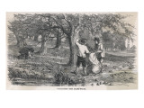 Cider Making : Collecting the Grass-Fruit Reproduction procédé giclée